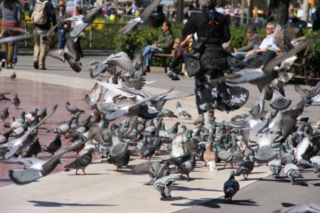 Duiven op Placa de Catalunya